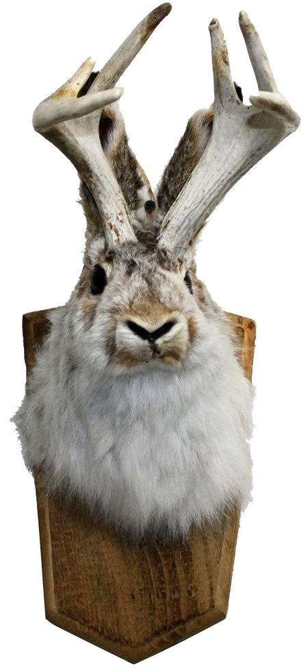 Mounted jackalope head