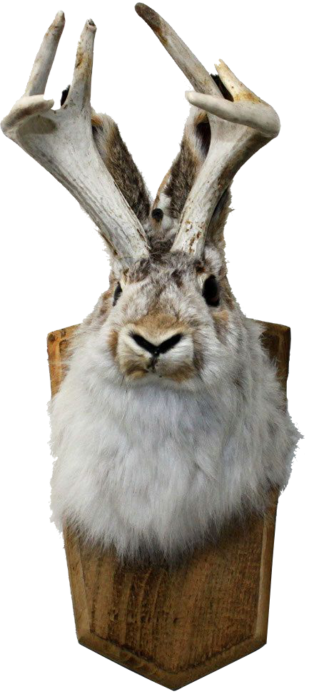 Mounted jackalope head